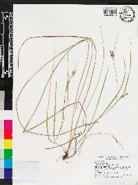 Carex godfreyi image