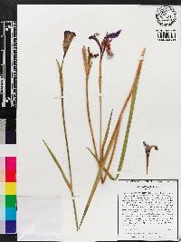 Iris tridentata image