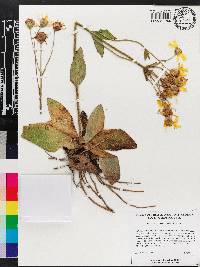 Arnica acaulis image