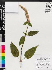 Agastache scrophulariifolia image