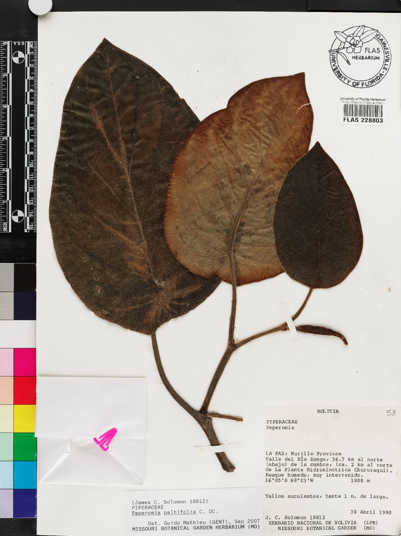 Peperomia peltifolia image