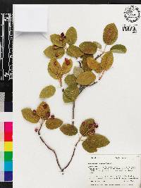 Amelanchier laevis image