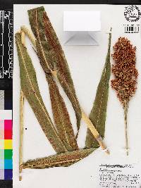 Sorghum bicolor image