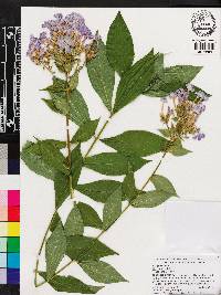 Phlox paniculata image