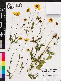 Coreopsis basalis image