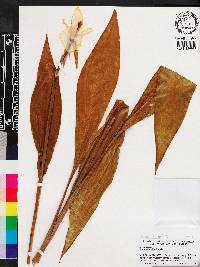 Canna flaccida image