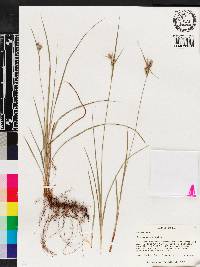 Carex dasycarpa image