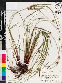 Carex elliottii image