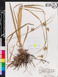 Carex lonchocarpa image