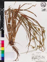 Carex lonchocarpa image