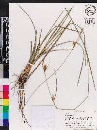 Carex turgescens image