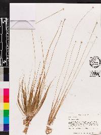 Eriocaulon lineare image