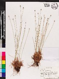 Lachnocaulon anceps image