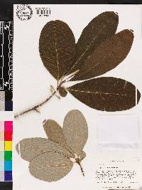 Nyssa ogeche image