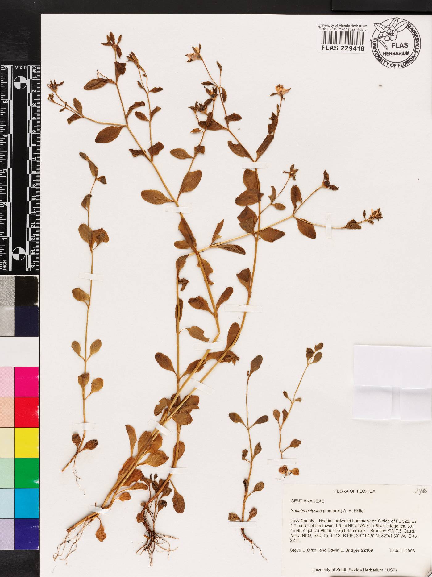 Sabatia calycina image
