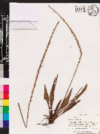 Plantago sparsiflora image