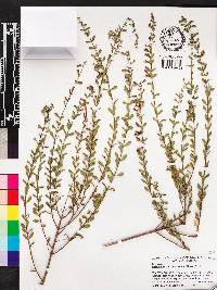 Calamintha coccinea image