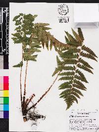 Dryopteris ludoviciana image