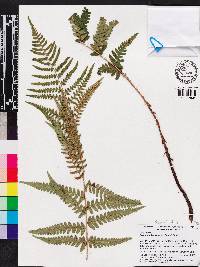 Dryopteris ludoviciana image