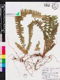 Nephrolepis exaltata image