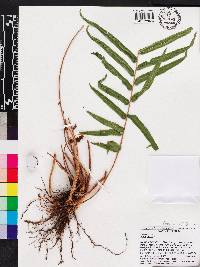 Pteris vittata image