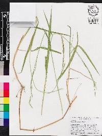 Panicum hemitomon image