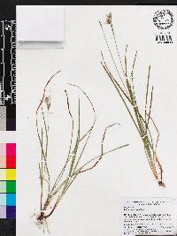 Carex dasycarpa image