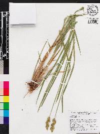 Carex longii image