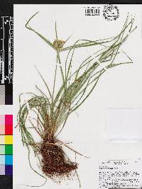 Cyperus retrorsus image