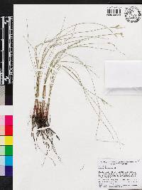 Juncus dichotomus image