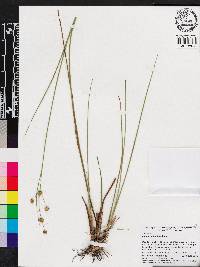 Juncus scirpoides image