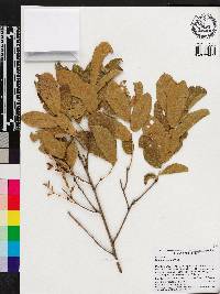 Quercus pumila image