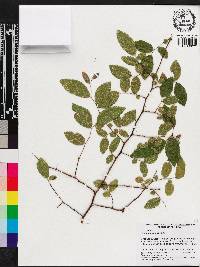 Ulmus crassifolia image