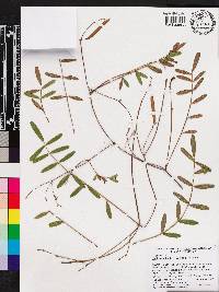 Tephrosia florida image