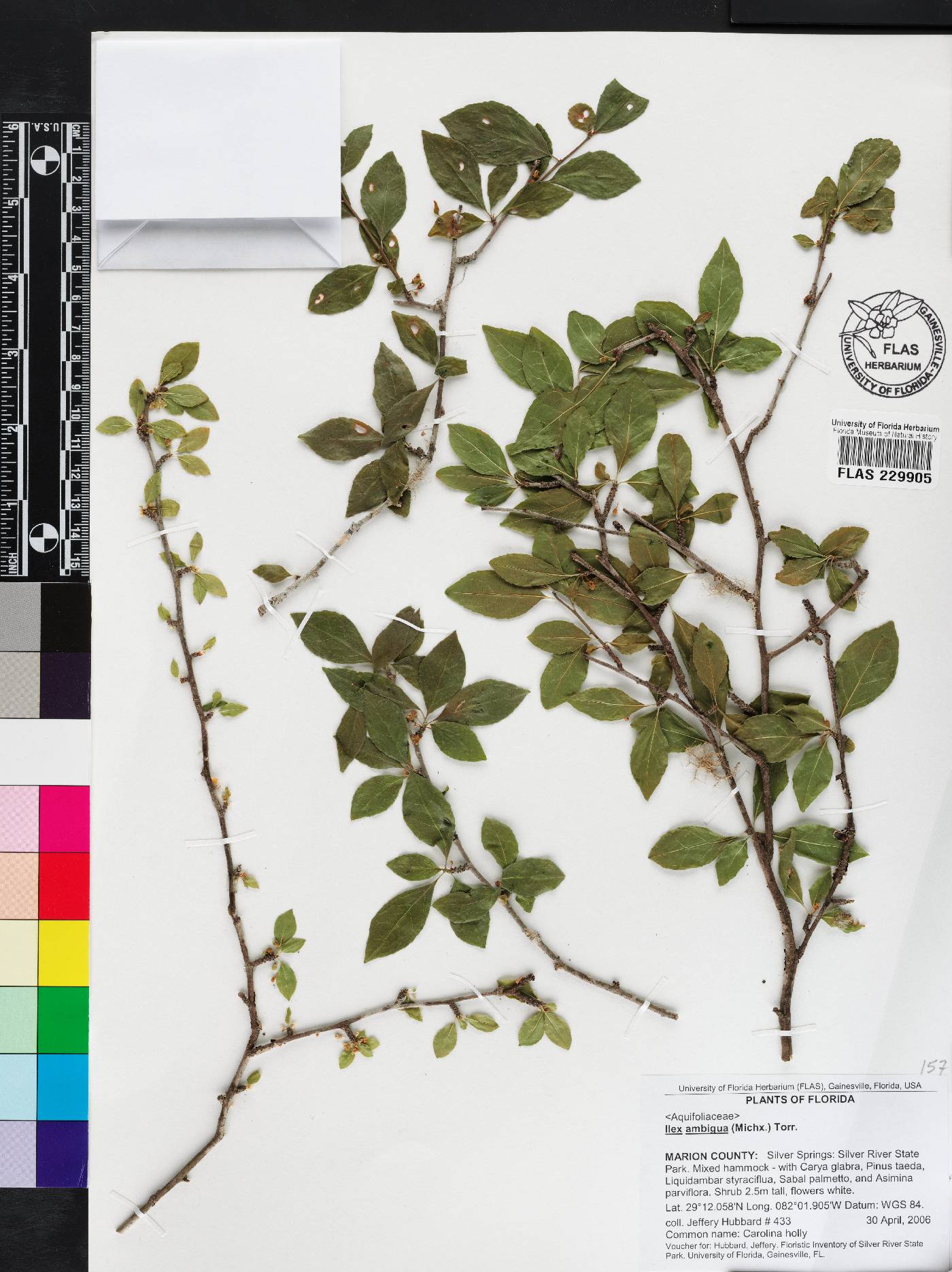 Ilex ambigua image