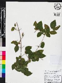 Sageretia minutiflora image