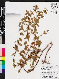 Hypericum tetrapetalum image