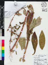 Bidens laevis image