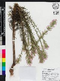 Liatris elegans image