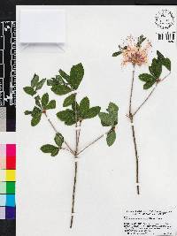 Rhododendron canescens image