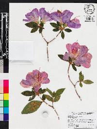 Rhododendron simsii image