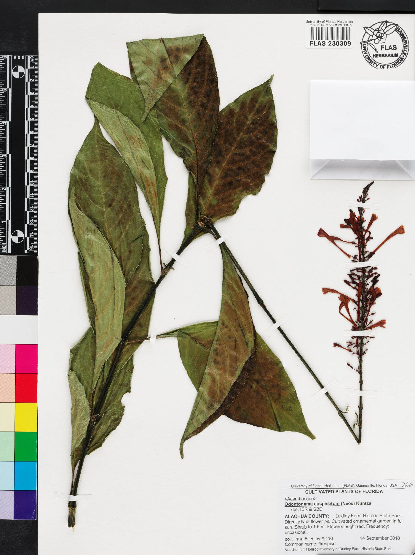 Odontonema cuspidatum image