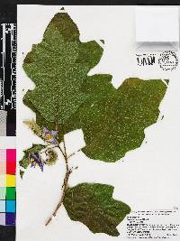 Solanum wrightii image