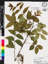 Zanthoxylum clava-herculis image