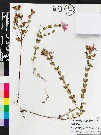 Rhexia petiolata image