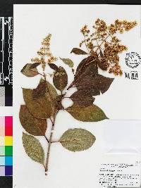 Ligustrum lucidum image