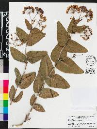 Asclepias humistrata image