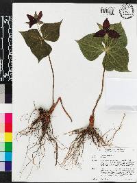 Trillium erectum image