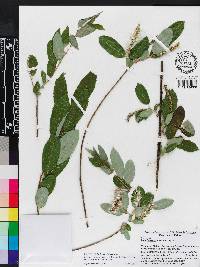 Image of Salix fursaevii