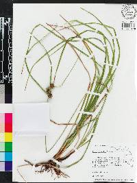 Carex elliottii image